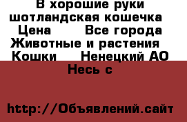 В хорошие руки шотландская кошечка › Цена ­ 7 - Все города Животные и растения » Кошки   . Ненецкий АО,Несь с.